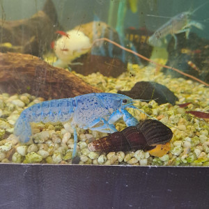 écrevisses bleues de Floride