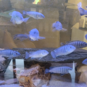 chindongo socolofi bleu
