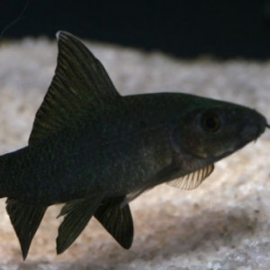 Labeo bicolor