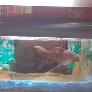 Donne aquarium et poisson