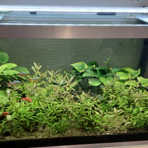 Aquarium complet 250l