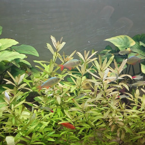 Aquarium complet 250l
