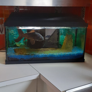 Donne aquarium et poisson