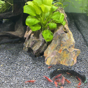 Crevette red fire