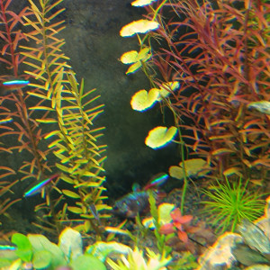 Betta femelle à donner