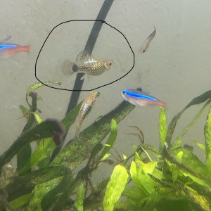 Donne poissons platys/mollys