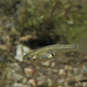 Gambusia Holbrooki