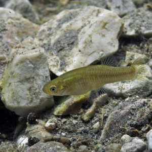 Poissons anti moustiques pour bassin extérieur gambusies