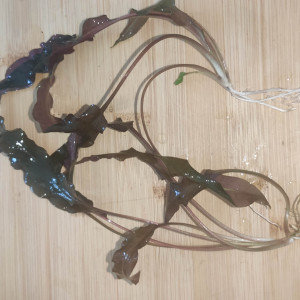 Cryptocoryne Wendtii