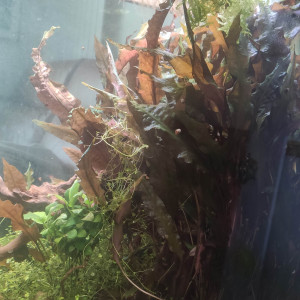 Cryptocoryne Wendtii