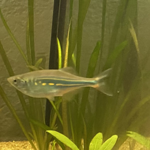Danio Malabar