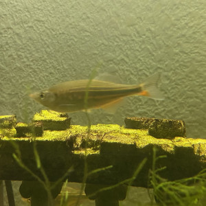 Danio Malabar