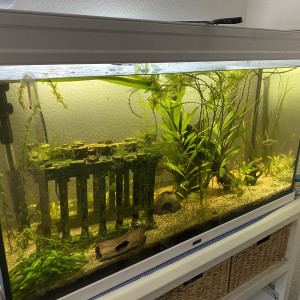 Aquarium de 200L