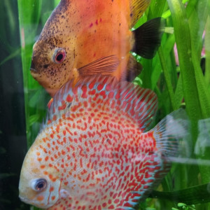 Couple Discus