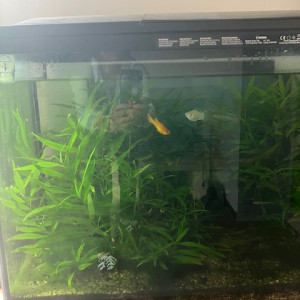 donne couple de poissons Molly avec ses petits