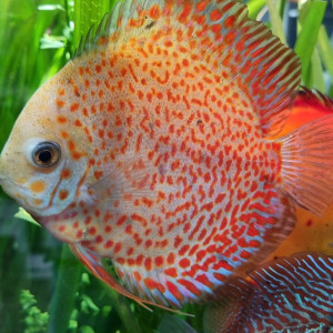 Couple Discus