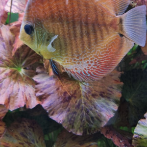 Discus