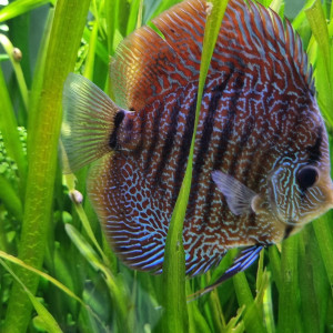 Discus
