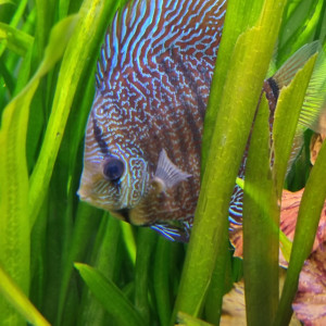 Discus