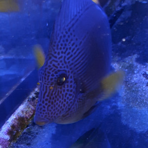 Zebrazoma xanthurum