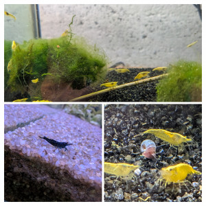 Blue velvet , yellow néon