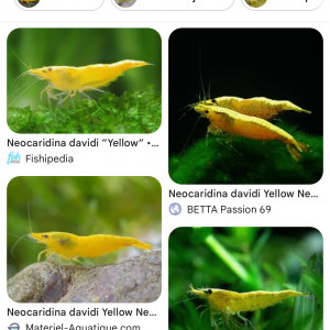 Crevette neocaridina Yellow neon