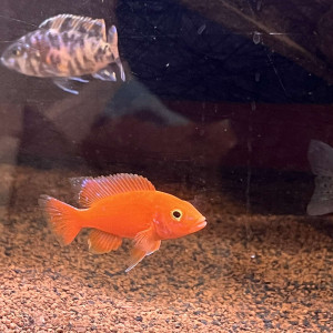Je récupère tout types de poissons d’eau douce