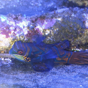 Shinshiropus splendidus couple