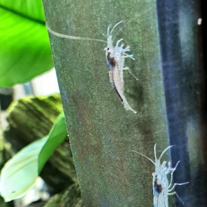 Crevettes Amano