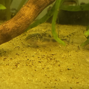 Corydoras habrosus