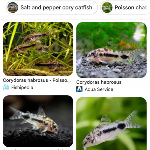 Corydoras habrosus