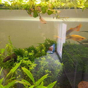 petits molly de plusieurs coloris