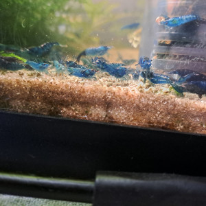 Néocaridina blue velvet