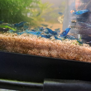 Néocaridina blue velvet