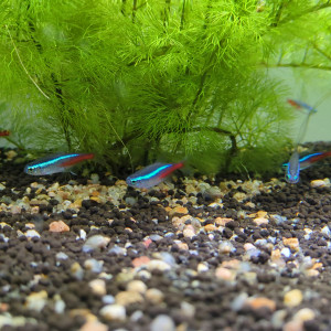 don de 9 néons bleu et un guppy