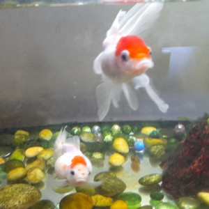 Poissons japonais