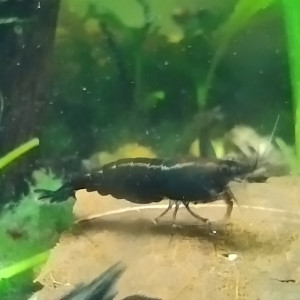 Neocaridina Davidi Blue Velvet foncées