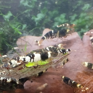 Caridina Taiwan bee mix Fancy Black Tiger