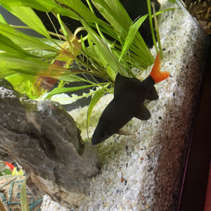 Labeo tricolore