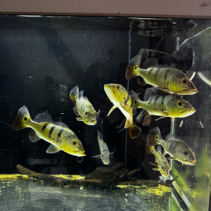 Cichla Monoculus