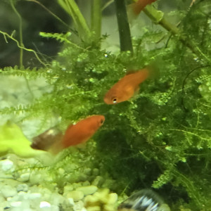Alevins platy