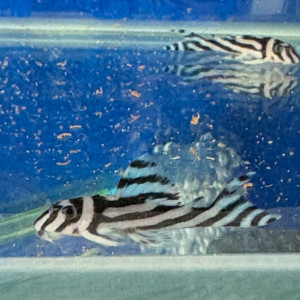 jeunes hypancistrus zebras 3cm