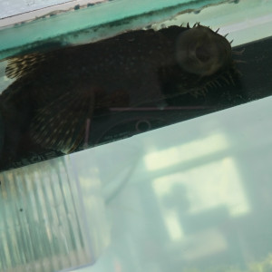 Don ancistrus