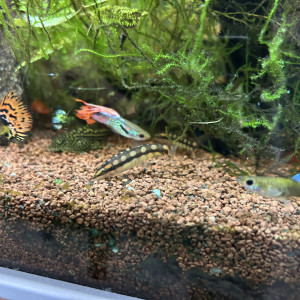 Donne divers poissons
