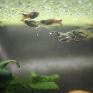 Guppy endler