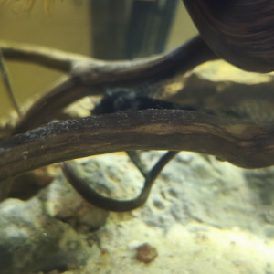 Ancistrus black