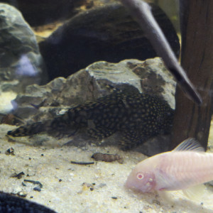 Ancistrus black
