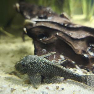 Ancistrus black