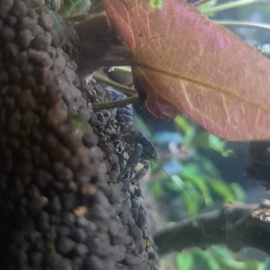 Écrevisses texanus