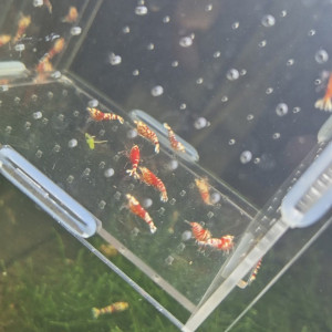 Caridina fancy red